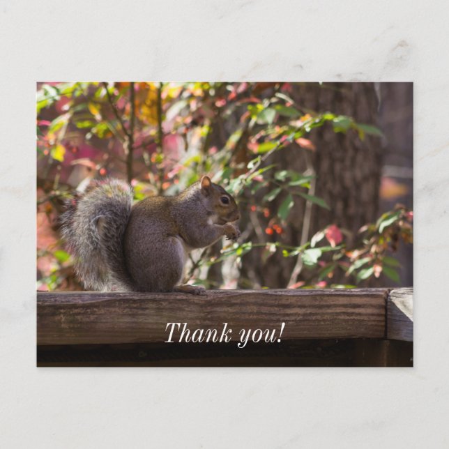 Eichhörnchen-Futter-Zeit Dankeschön-Postkarte Postkarte (Vorderseite)