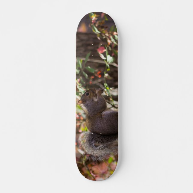 Eichhörnchen-Fütterungszeit Skateboard (Vorne)