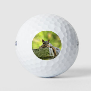Eichhörnchen Golfball