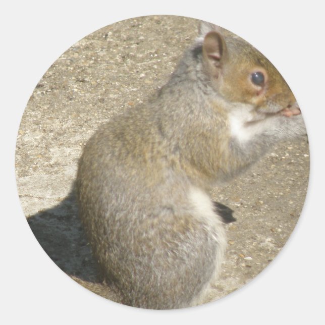 Eichhörnchen Hungry Horatio Sticker (Vorderseite)
