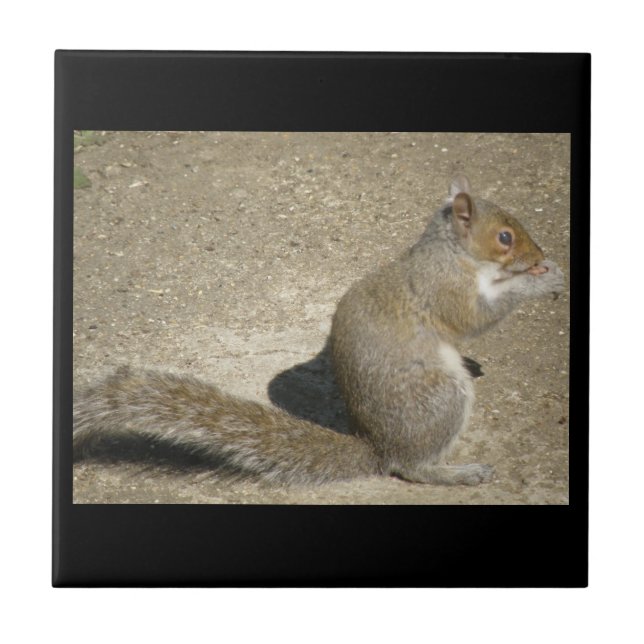 Eichhörnchen Hungry Horatio Tile Fliese (Vorderseite)