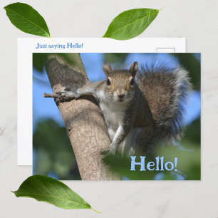 Eichhörnchen im Baum beobachtet dich süße Fotograf Postkarte
