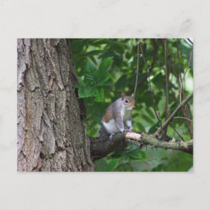 Eichhörnchen im Baum Foto-Postkarte Postkarte