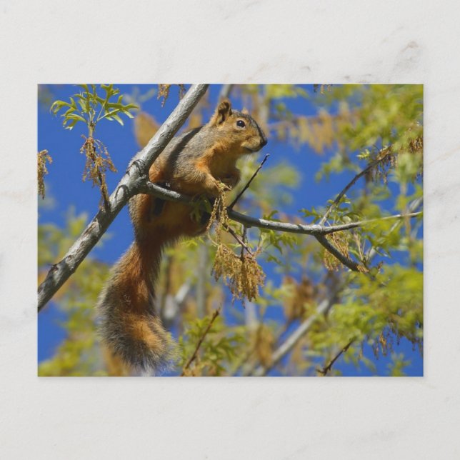 Eichhörnchen im Baum Postcard Postkarte (Vorderseite)