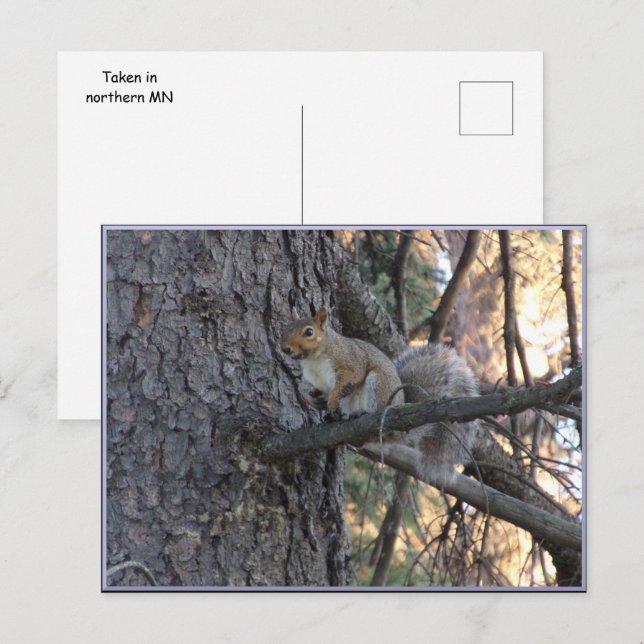 Eichhörnchen im Baum Postkarte (Vorne/Hinten)