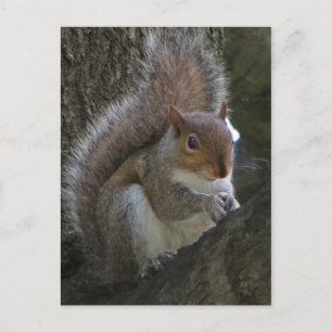 Eichhörnchen im Baum Postkarte