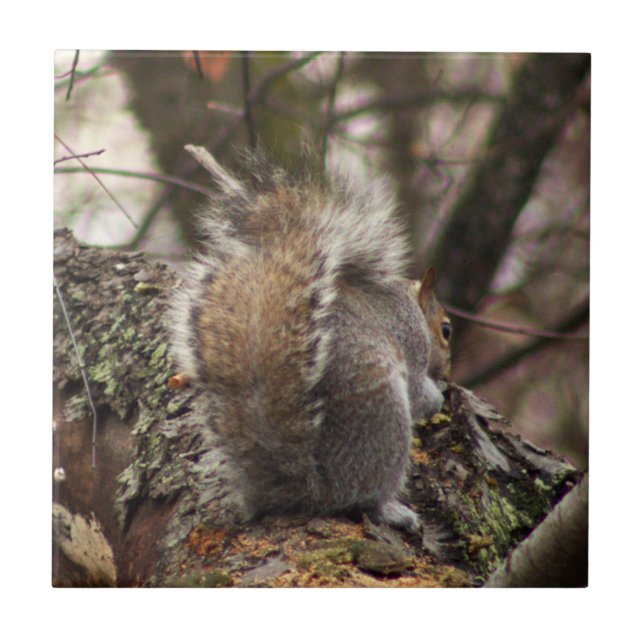 Eichhörnchen im Foto Tree Fliese (Vorderseite)
