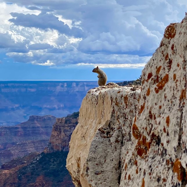 Eichhörnchen im Grand Canyon National Park North R Fotodruck (Von Creator hochgeladen)