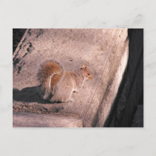 Eichhörnchen im NYC Postkarte