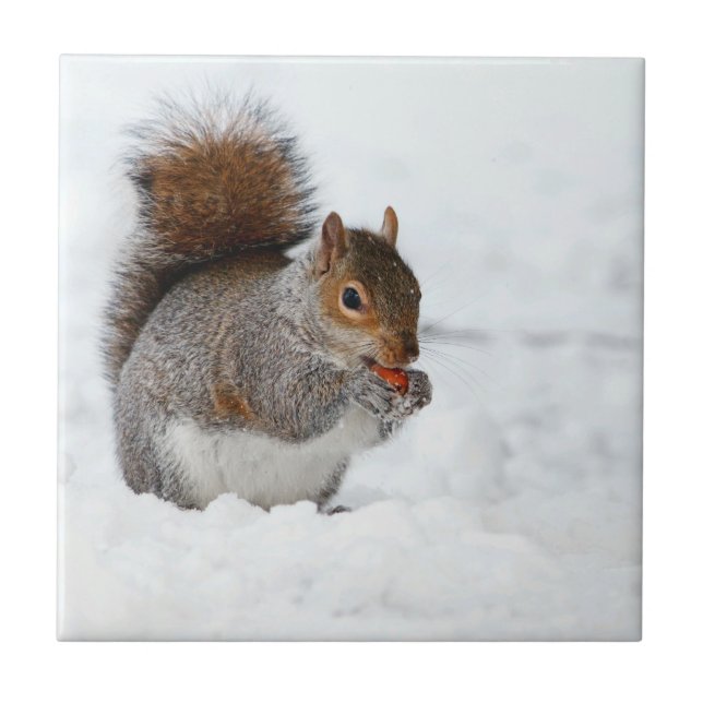 Eichhörnchen im Schnee mit Berry Fliese (Vorderseite)