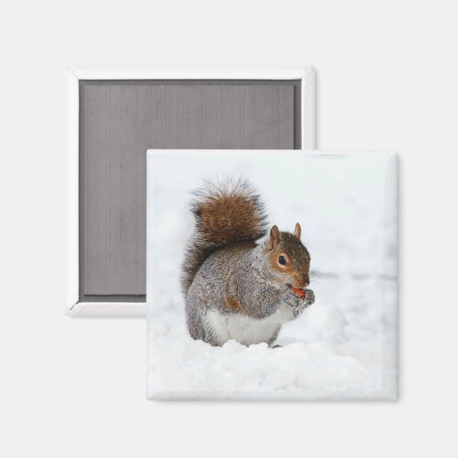 Eichhörnchen im Schnee mit Berry Magnet (Vorderseite/Rückseite)