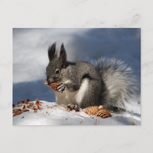 Eichhörnchen im Schnee Postkarte (Vorderseite)