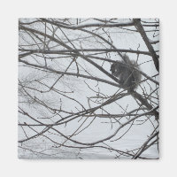 Eichhörnchen im Schneemagnet
