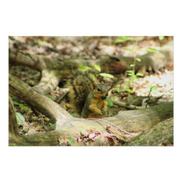 Eichhörnchen im Wald Poster