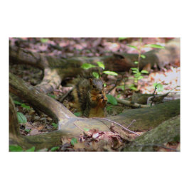 Eichhörnchen im Wald Poster