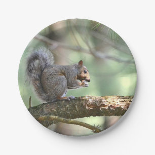 Eichhörnchen im WaldPappteller Pappteller