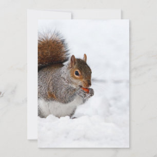 Eichhörnchen im Winter