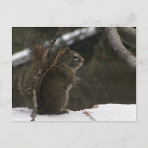 Eichhörnchen im Winter Postkarte
