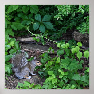 Eichhörnchen in Bushes Poster