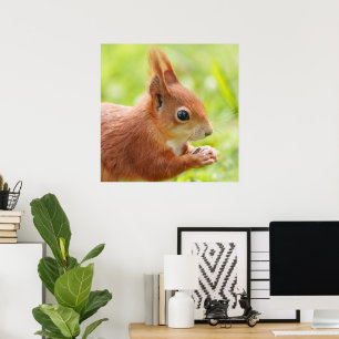 Eichhörnchen in der Sonne Poster