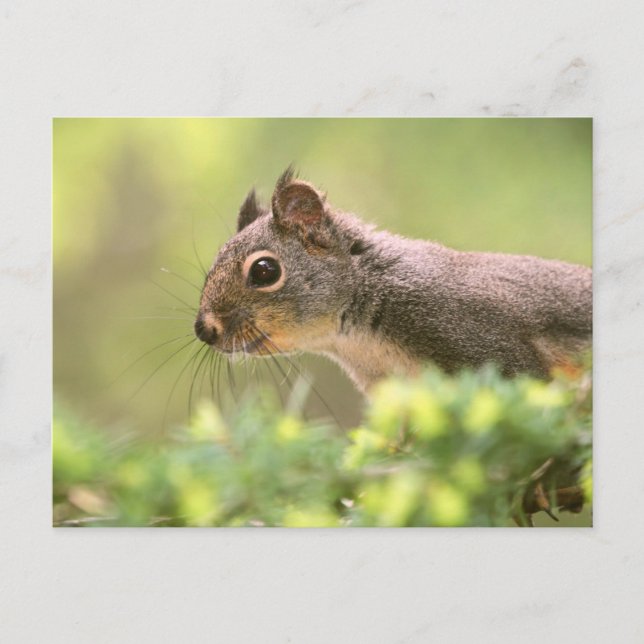 Eichhörnchen in einem Baum Postkarte (Vorderseite)