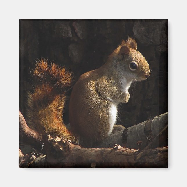 Eichhörnchen in einem Fleck Sonnenlicht Magnet (Vorne)