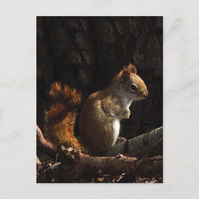 Eichhörnchen in einem Fleck Sonnenlicht Postkarte (Vorderseite)