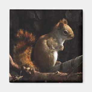 Eichhörnchen in einem Flecken des Sonnenlichts Magnet
