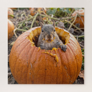Eichhörnchen in einem Herbstkürbis