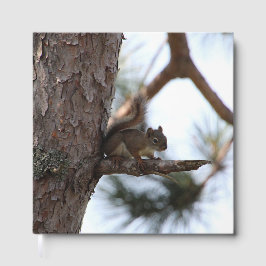 Eichhörnchen in einem Kiefernbaum Gästebuch