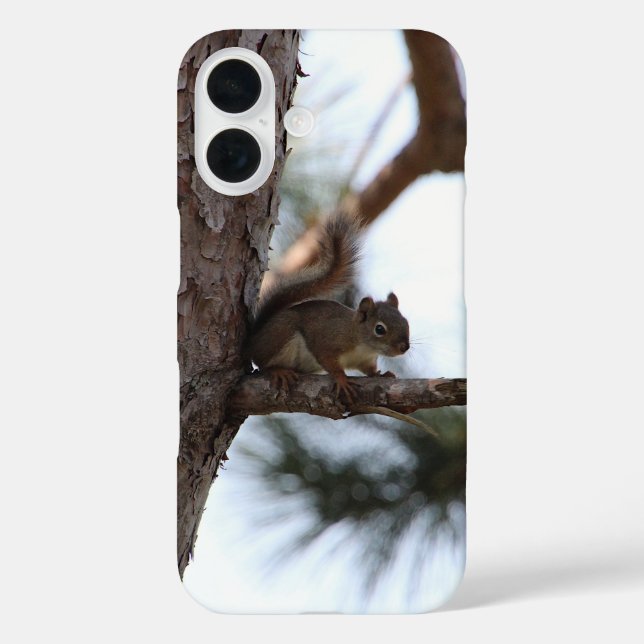 Eichhörnchen in einem Kiefernbaum iPhone 16 Hülle (Rückseite)