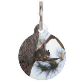 Eichhörnchen in einem Kiefernbaum Namensschild Haustiermarke