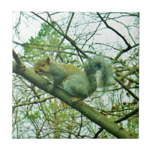 Eichhörnchen in einem leichten blauen Nebel Fliese