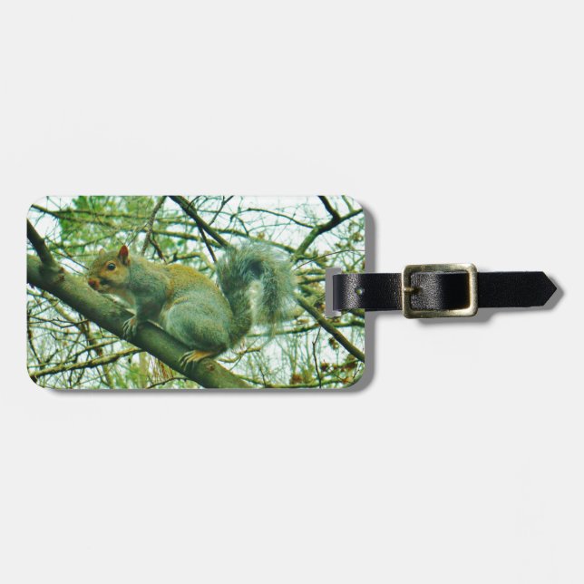 Eichhörnchen in einem leichten blauen Nebel Gepäckanhänger (Vorderseite horizontal)