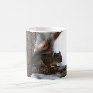 Eichhörnchen in einer Kiefer Kaffeetasse