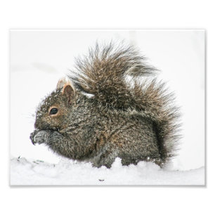 Eichhörnchen in Schneefotografie drucken Fotodruck