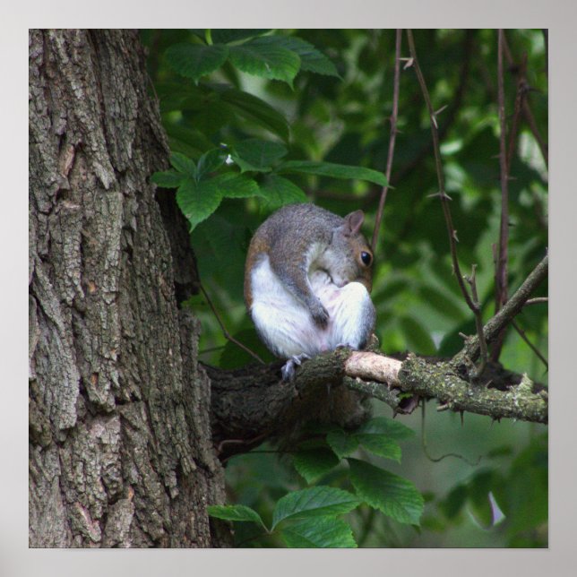 Eichhörnchen in Tree Foto Poster (Vorne)