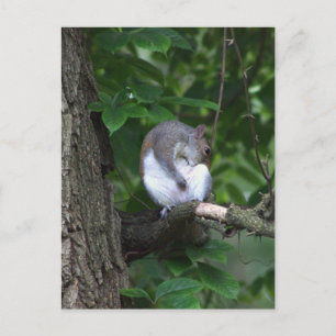 Eichhörnchen in Tree Foto Postkarte