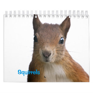 Eichhörnchen Kalender