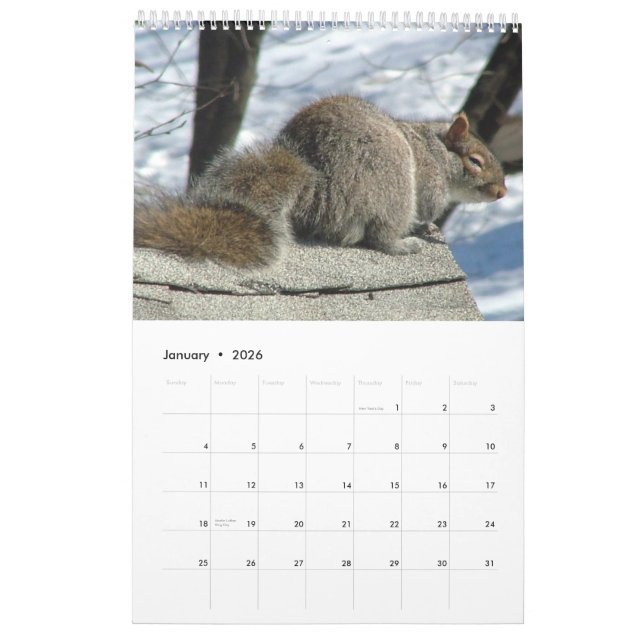 Eichhörnchen-Kalender 2011 Kalender (Jan 2026)