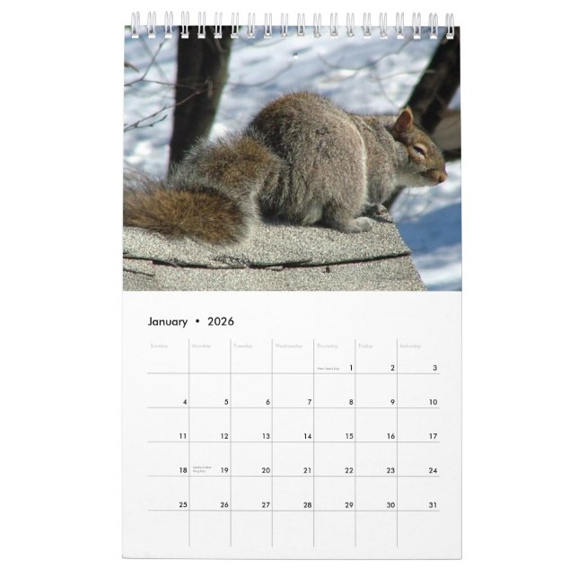 Eichhörnchen-Kalender 2013 Kalender (Jan 2026)
