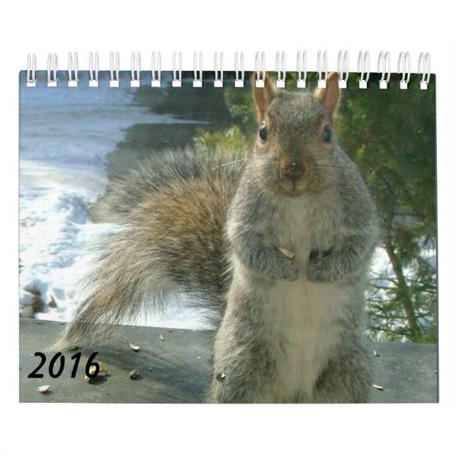 Eichhörnchen-Kalender 2016 Kalender (Titelbild)
