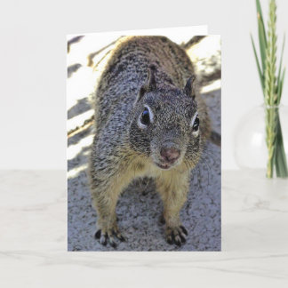 Eichhörnchen Karte