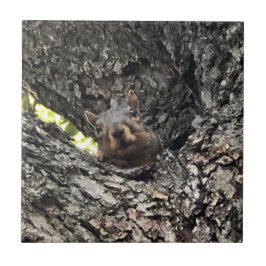 Eichhörnchen Keramik Fliese