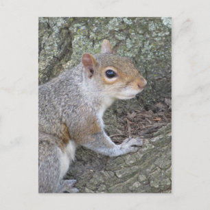 Eichhörnchen lächeln postkarte