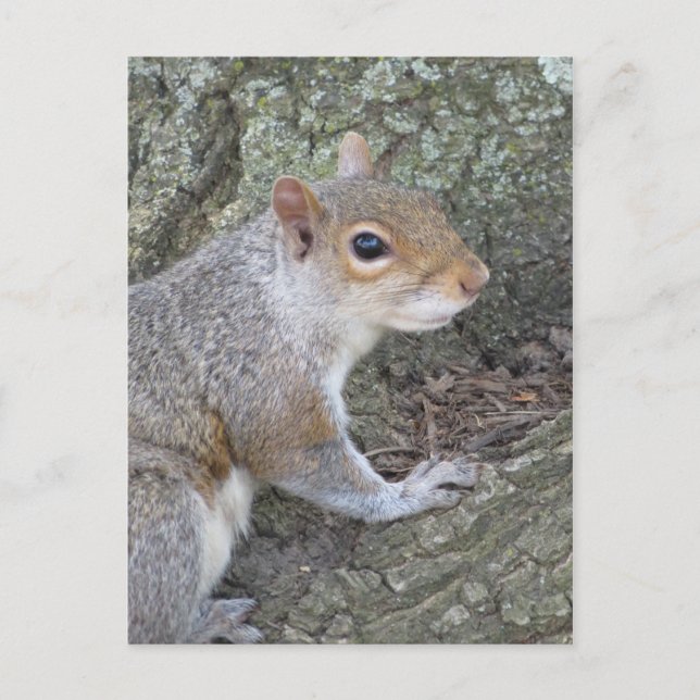Eichhörnchen lächeln postkarte (Vorderseite)