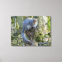 Eichhörnchen