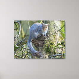 Eichhörnchen Leinwanddruck