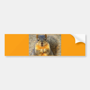 Eichhörnchen-Liebe_ Autoaufkleber