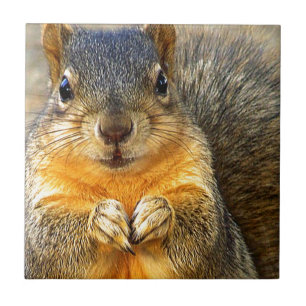 Eichhörnchen-Liebe_ Fliese